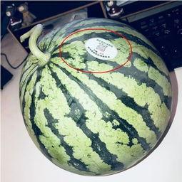 网红吃瓜给钱吗,揭秘网络红人背后的金钱游戏 第2张 网红吃瓜给钱吗,揭秘网络红人背后的金钱游戏 第2张